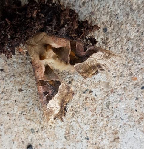 Réf. 227 041 : Phlogophora meticulosa